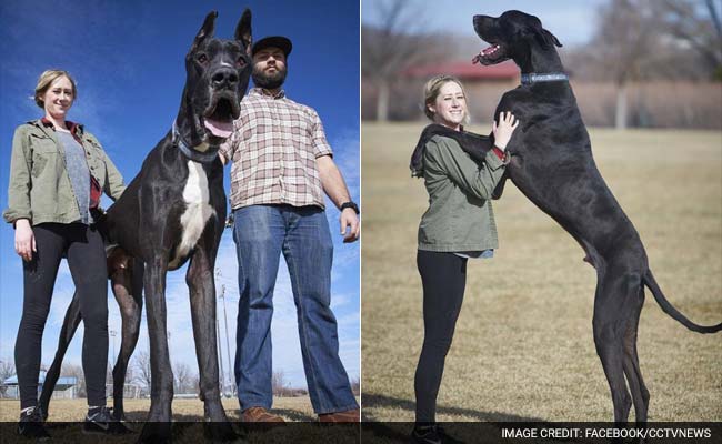 This 7FeetTall Great Dane May Just be the World's