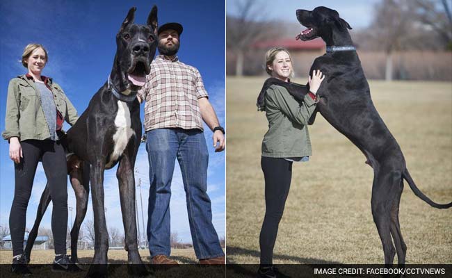 World's Tallest Living Dog Is Zeus, A Great Dane, According, 48% OFF