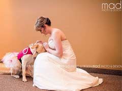 Service Dog Comforts Bride On Wedding Day