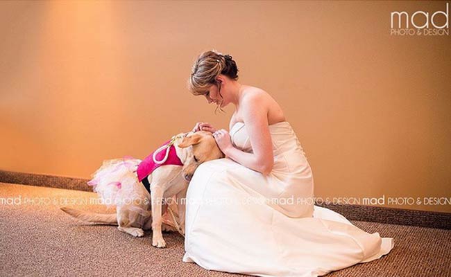 Service Dog Comforts Bride On Wedding Day