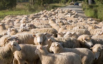 More Than 100 Sheep Swept Away As River Overflows In Norway