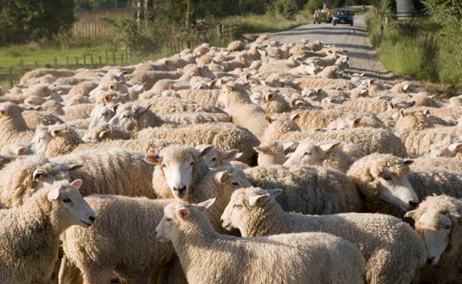 Baran NH 27: बेकाबू बस ने 80 बेजुबानों को रौंदा, 35 भेड़ों की ऑन द स्पॉट हुई मौत