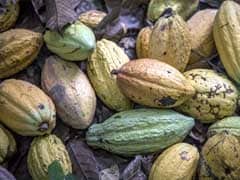 Ebola-Free Sierra Leone Bets On Cocoa To Spark Recovery