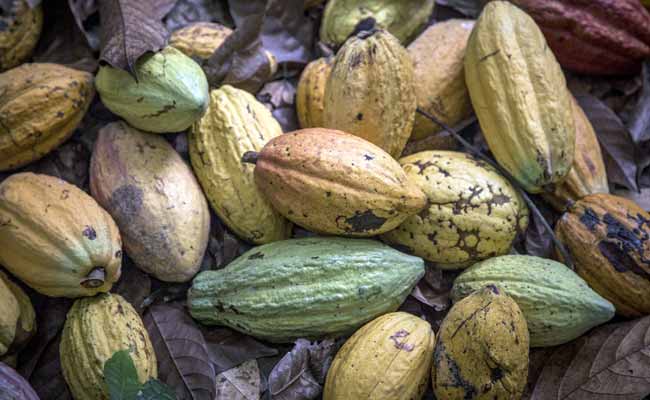 Ebola-Free Sierra Leone Bets On Cocoa To Spark Recovery