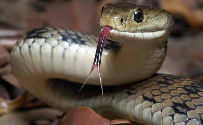 Slithery Visitor Sparks Panic At A Gas Station Near Agra Agra