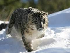 5 Arrested For Killing Rare Snow Leopard, Other Endangered Species In China