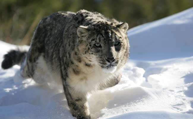 Darjeeling Gets Snow Leopard From UK, Another From France Soon