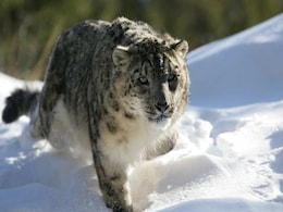 Eight Big Cats Tested Positive For Coronavirus In US: Report Eight Big Cats Tested Positive For Coronavirus In US: Report