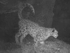 Cameras Trap First Evidence Of Snow Leopards In Sikkim