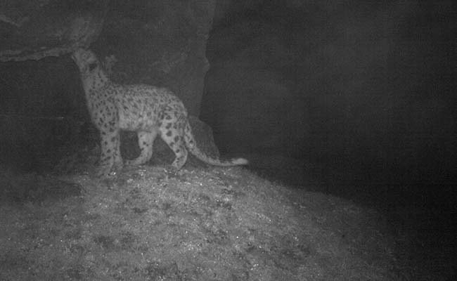 Cameras Trap First Evidence Of Snow Leopards In Sikkim