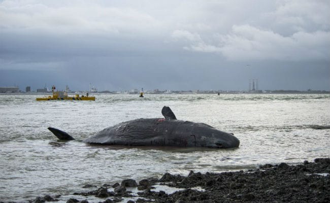 2 More Sperm Whales Wash Up Dead On Dutch beach