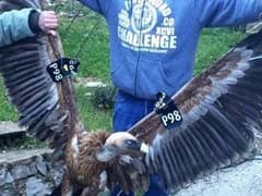 Israel Fears For 'Spy' Vulture Caught In Lebanon