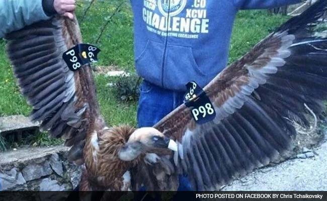 Israel Fears For 'Spy' Vulture Caught In Lebanon