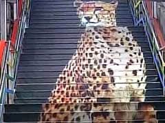 A Cheetah on the Stairs: Mumbai Stations Get Colourful Makeovers