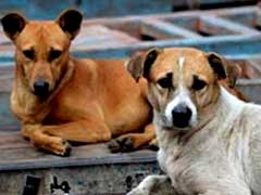 केरल में मासूम बच्चे पर आवारा कुत्तों ने हमला किया