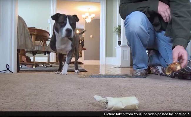 Three-Legged Pitbull Prevents Armed Assault