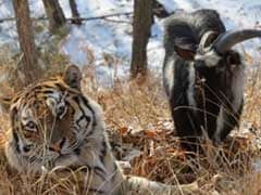A Goat Was Supposed To Be A Siberian Tiger's Dinner: Now They Are Best Friends, And It Is Charming Russia