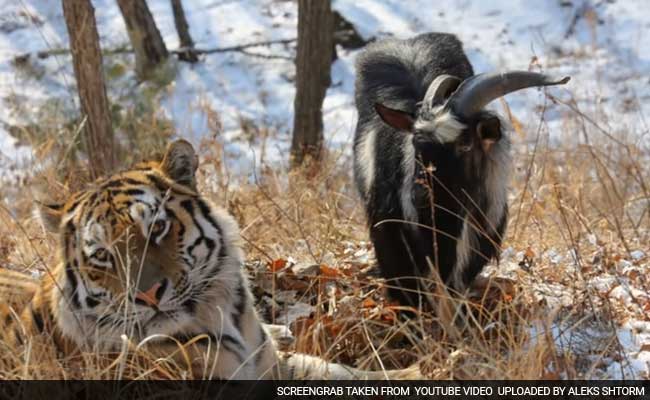 Everyone Loved This Story About A Siberian Tiger And Goat Being Friends. Too Bad It's Over.