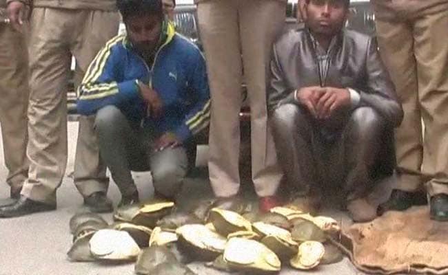 Over 200 Turtles Rescued From Wildlife Smugglers In Uttarakhand