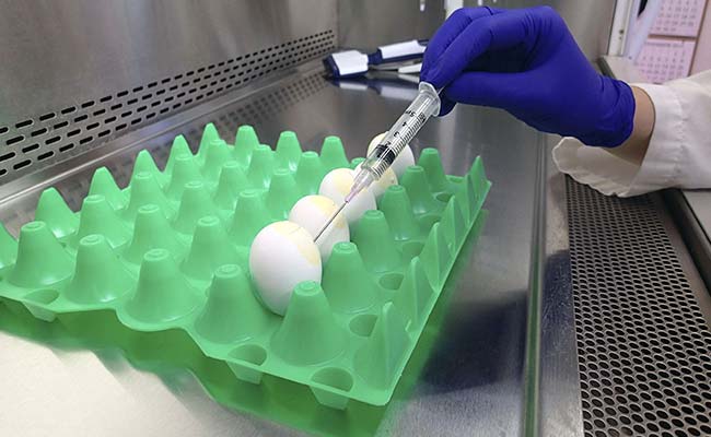 US Expert Predicts The Next Pandemic Will Be From Bird Flu: ''Just A Matter Of Time'' US Expert Predicts The Next Pandemic Will Be From Bird Flu: ''Just A Matter Of Time''