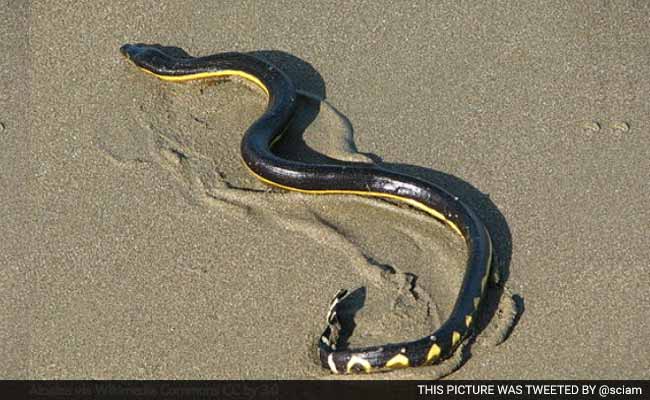 Rare Venomous Sea Snakes Keep Washing Up On California Beaches