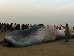 40-Feet-Long Whale Washes Ashore In Maharashtra's Raigad Coast