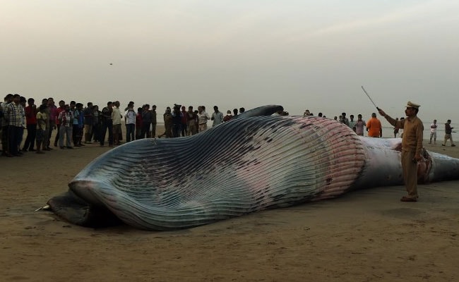 40-Feet-Long Whale Washes Ashore In Maharashtra's Raigad Coast