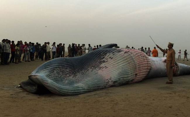 40-Feet-Long Whale Washes Ashore In Maharashtra's Raigad Coast