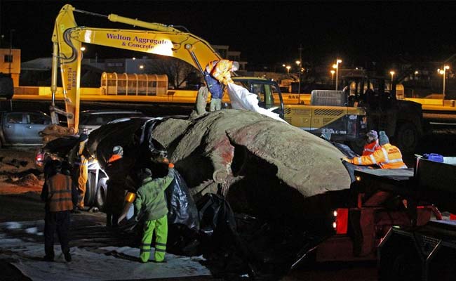Nearly 40-Foot Whale Dead On Mumbai's Juhu Beach, Cranes Remove Body
