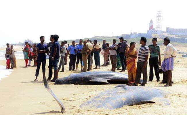 45 Whales Die After Being Stranded On Beach In Tamil Nadu's Tuticorin