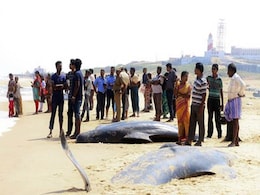 45 Whales Die After Being Stranded On Beach In Tamil Nadu's Tuticorin 45 Whales Die After Being Stranded On Beach In Tamil Nadu's Tuticorin