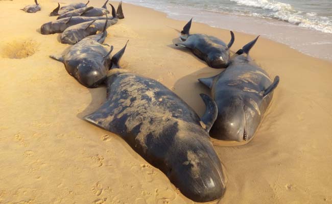 From 100 Beached Whales In Tuticorin, These Messages