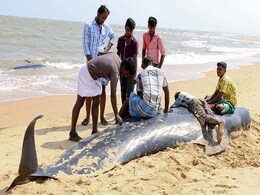 Sample of 45 Whale Carcasses Taken For Tests In Tamil Nadu Sample of 45 Whale Carcasses Taken For Tests In Tamil Nadu