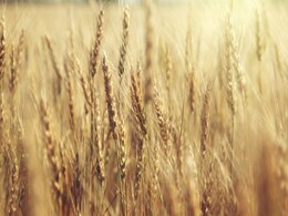 Why Wheat Production in Madhya Pradesh May Dip This Season Why Wheat Production in Madhya Pradesh May Dip This Season