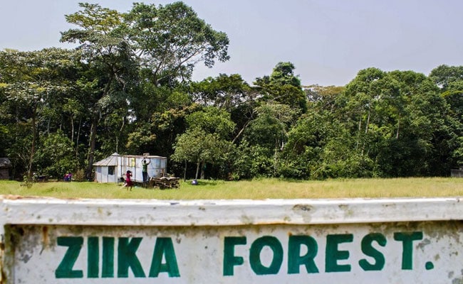Into Zika's Heart: The Ugandan Forest Where Virus Was Found
