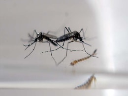 Cuban Woman Has First Known Homegrown Zika Case Cuban Woman Has First Known Homegrown Zika Case