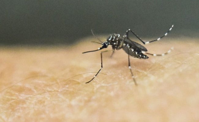 Brazil Researchers Hope To Test Zika Virus Treatment In A Year