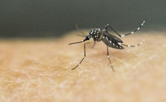 Spread Of Zika Virus 'Explosive', 4 Million Cases Possible: WHO