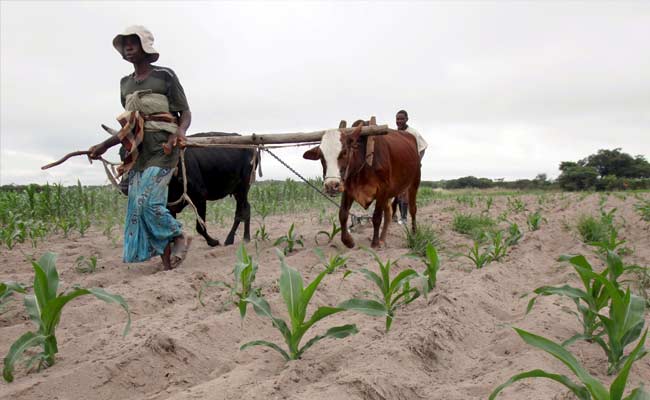 Zimbabwean Farmers Fear The Worst As Cattle, Crops Succumb To Drought