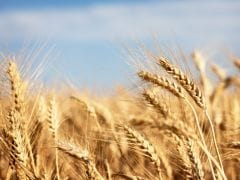 RBI Extends, Revalidates Wheat Cash Credit Limit In Punjab