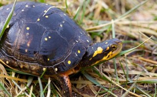 Prehistoric Humans Savoured Roasted Turtles