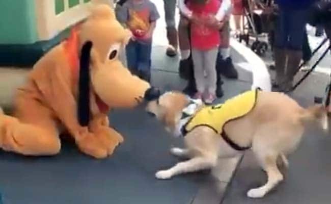 Viral: Service Dog Meets Pluto at Disneyland, Totally Cannot Handle it