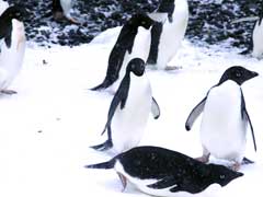 150,000 Antarctica Penguins Die After Iceberg Grounding: Study