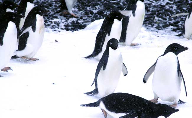 150,000 Antarctica Penguins Die After Iceberg Grounding: Study