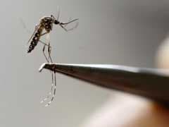 Things To Know About Genetically Modified Mosquito Test Proposed In Florida