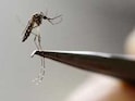 Indias Biotech Moment: A Made-In-India Zika Virus Vaccine