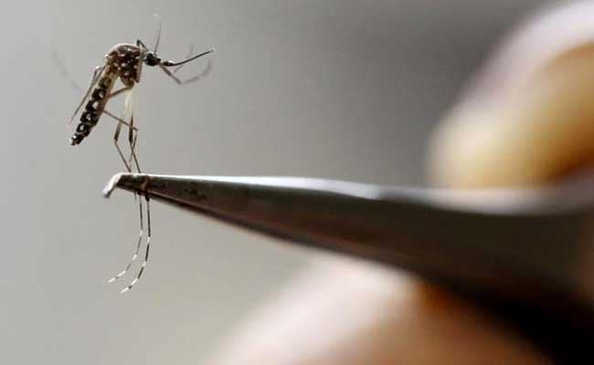 Rio Carnival Goers Tell Zika Mosquito To Buzz Off