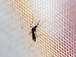 US Gives Tentative OK To Testing Genetically Modified Mosquitoes US Gives Tentative OK To Testing Genetically Modified Mosquitoes