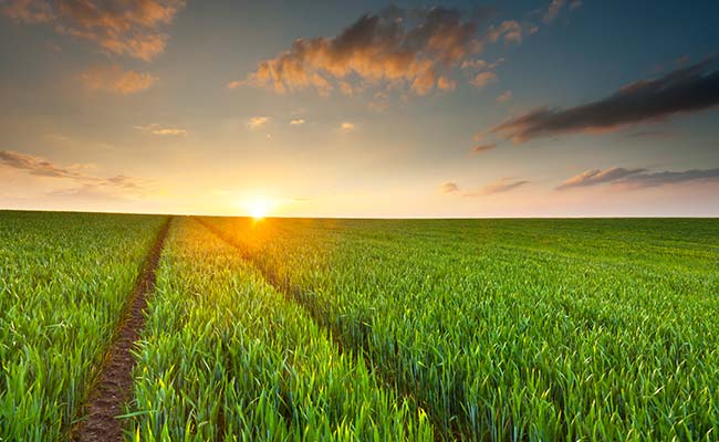 Centre Asks Scientists To Develop Organic Agriculture Technology