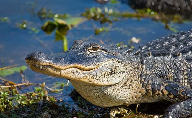Assault With A Deadly Weapon? Man Charged With Throwing Alligator Into Restaurant